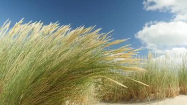 Güzel mavi gökyüzü önünde beach çimenin Görünümü Kapat