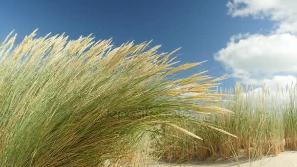 Закрытый вид на пляжную траву перед красивым голубым небом — стоковое видео