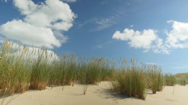 Duna de arena con hierba de playa moviéndose en el viento — Vídeo de stock