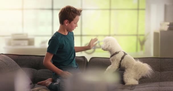 Chłopiec i pies robi piątkę na kanapie — Wideo stockowe