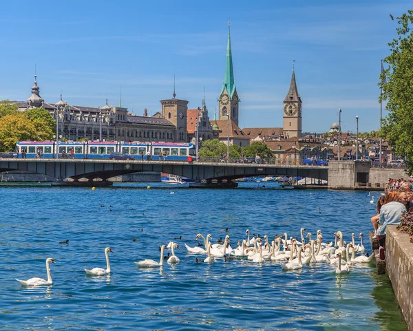 Cisnes y personas en el lago Zurich en verano —  Fotos de Stock