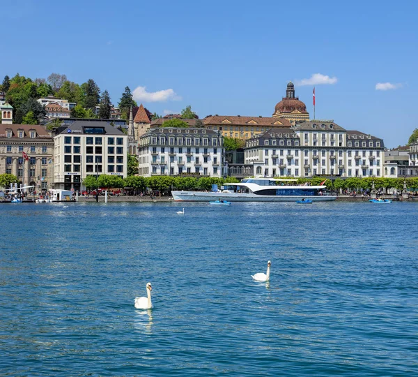 Łabędzie na Jeziorze Czterech Kantonów w Szwajcarii — Zdjęcie stockowe