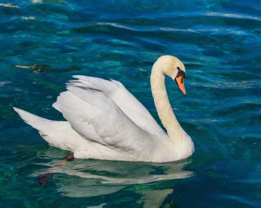 White swan swimming on Lake Geneva  clipart
