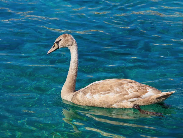 Cisne jovem no Lago de Genebra — Fotografia de Stock