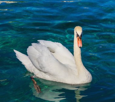 Beyaz Kuğu Cenevre Gölü Yüzme