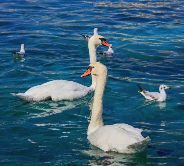 Cisnes e gaivotas no Lago de Genebra — Fotografia de Stock