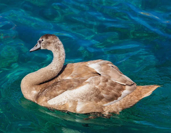 Cisne jovem no Lago de Genebra — Fotografia de Stock