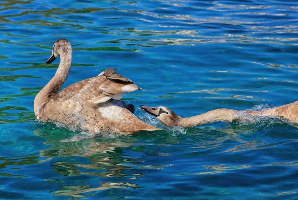Cisnes jovens no Lago de Genebra, na Suíça — Fotografia de Stock