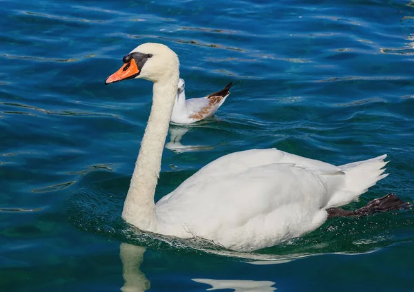 Beyaz Kuğu İsviçre Cenevre Gölü üzerinde
