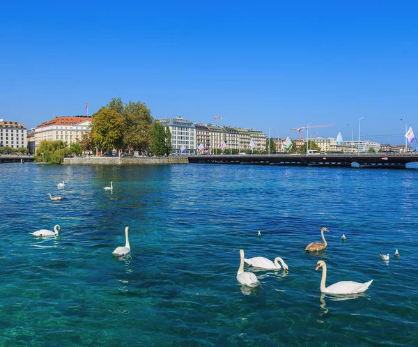 Cisnes en el río Ródano en Ginebra, Suiza —  Fotos de Stock