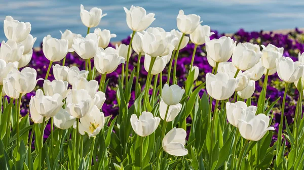 White tulips in spring — Stock Photo, Image