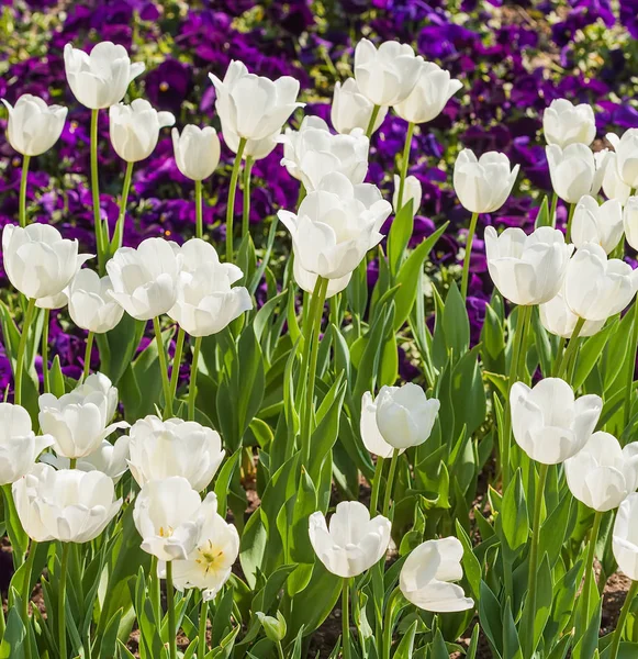 White tulips in spring — Stock Photo, Image