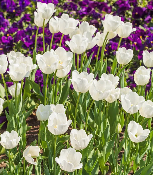 White tulips in spring — Stock Photo, Image