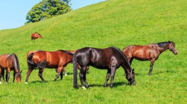 İsviçre Warmblood atları