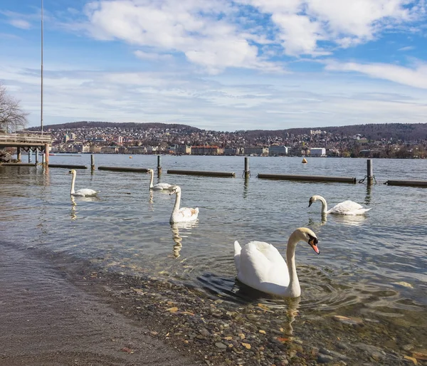 Swans on Lake Zurich in Switzerland — Stock Photo, Image