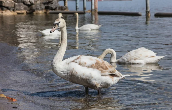 Junger Schwan am Zürichsee in der Schweiz — Stockfoto