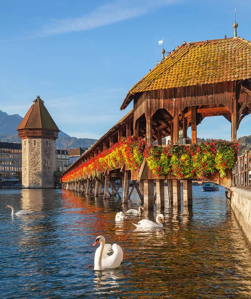 Labutě na Kapličkový most v Lucerne, Švýcarsko — Stock fotografie