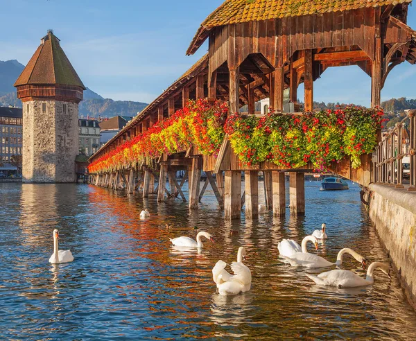 Labutě na Kapličkový most v Lucerne, Švýcarsko — Stock fotografie