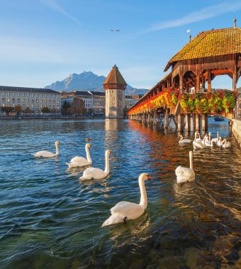 Kuğular, Şapel köprüden Lucerne, İsviçre