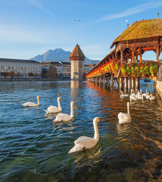 Лебеди на мосту Шапель в Люцерне, Швейцария — стоковое фото