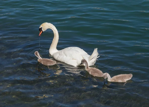 Cisne com cygnets — Fotografia de Stock