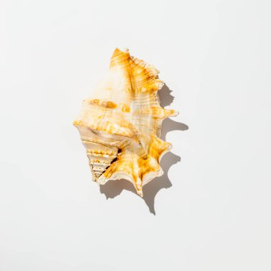 beyaz arkaplandaki kabuk izole et