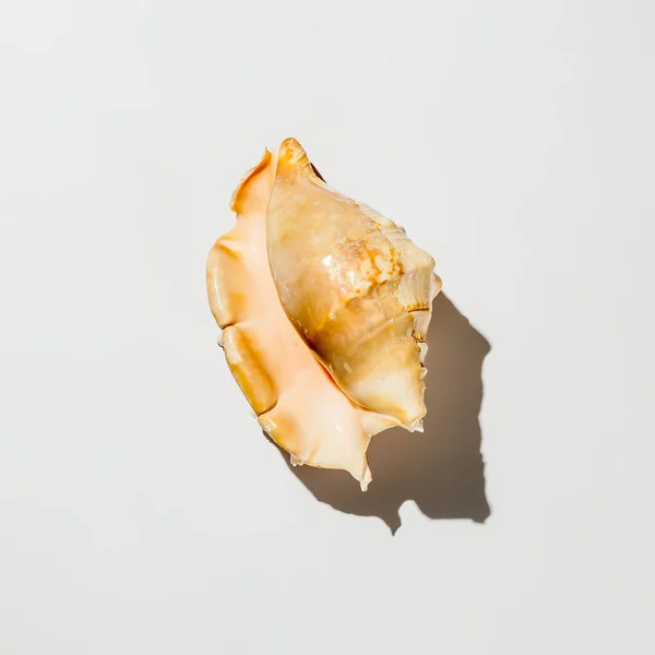 Shell no fundo branco isolado — Fotografia de Stock