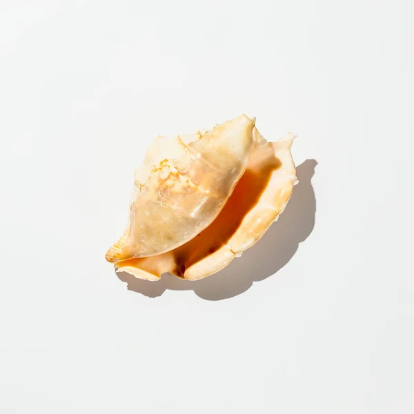 Shell no fundo branco isolado — Fotografia de Stock