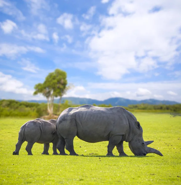 Africké bílých nosorožců — Stock fotografie
