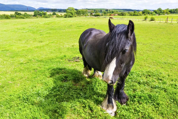 黑色吉普赛马, 又名吉普赛 Vanner 或爱尔兰擦伤 pastur — 图库照片