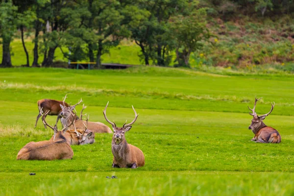 Stádo jelenů v přírodním prostředí na ostrov Arran, Skotsko — Stock fotografie