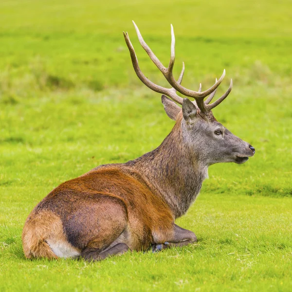 Samec červený jelen v přírodním prostředí na Isle of Arran, Skotsko — Stock fotografie