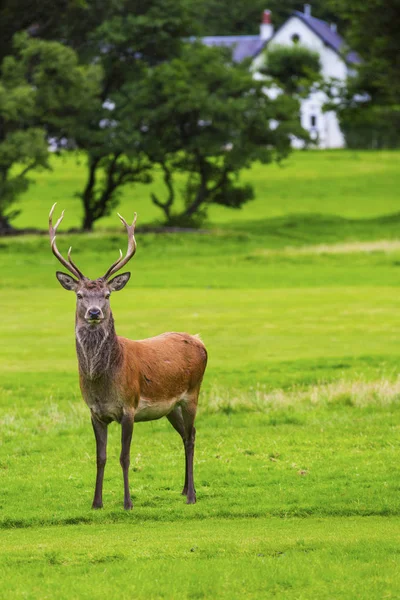 Samec červený jelen v přírodním prostředí na Isle of Arran, Skotsko — Stock fotografie