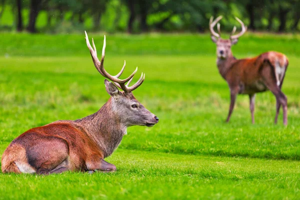 Stádo jelenů v přírodním prostředí na ostrov Arran, Skotsko — Stock fotografie