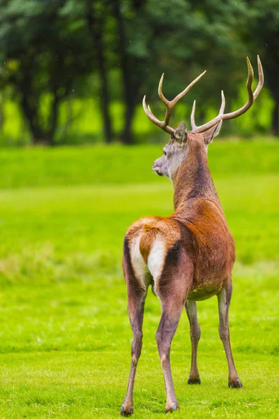 Samec červený jelen v přírodním prostředí na Isle of Arran, Skotsko — Stock fotografie