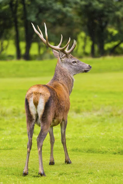 Samec červený jelen v přírodním prostředí na Isle of Arran, Skotsko — Stock fotografie