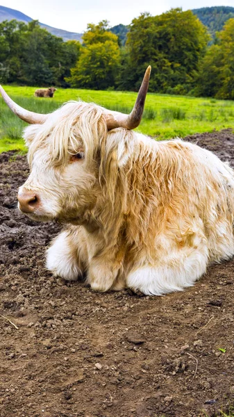 Vacca delle Highland Bianche aka Scottish coo — Foto Stock