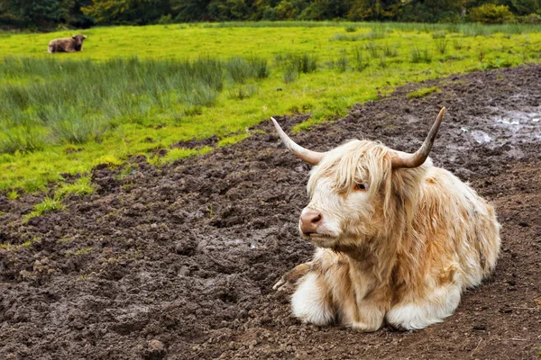 White Highland cow aka Scottish coo — Stock Photo, Image