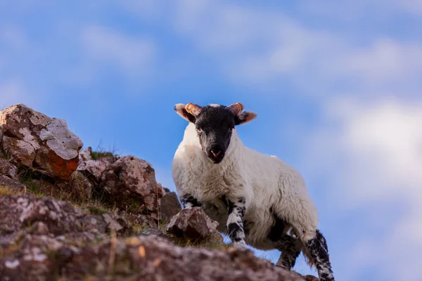 Junges gehörntes Lamm auf dem Felsen — Stockfoto