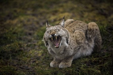 Eurasian Lynx yawns and shows big and sharp teeth. Close-up portrait of the wild cat in the natural environment