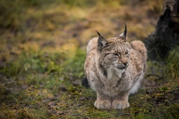 Calm Lynx in the autumn forest. Close-up portrait of the wild cat in the natural environment