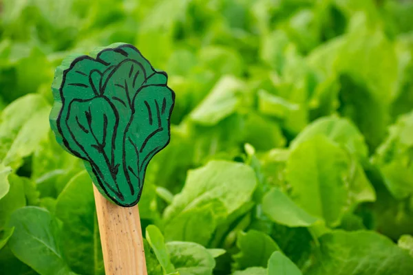 Lettuce Growing Plant Marker — Stockfoto