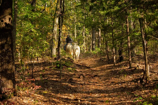 Montando Cavalo Floresta Outono — Fotografia de Stock