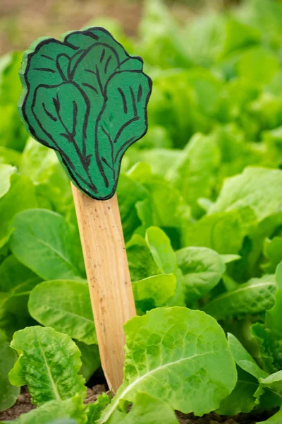 lettuce growing with a plant stick