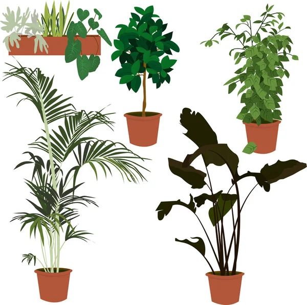 白い背景に屋内植物の画像のセット 異なるサイズの植物 ベクターイラスト — ストック写真