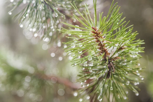 Fir tree branch with water droplets, close-up. Beautiful natural — Stock Photo, Image
