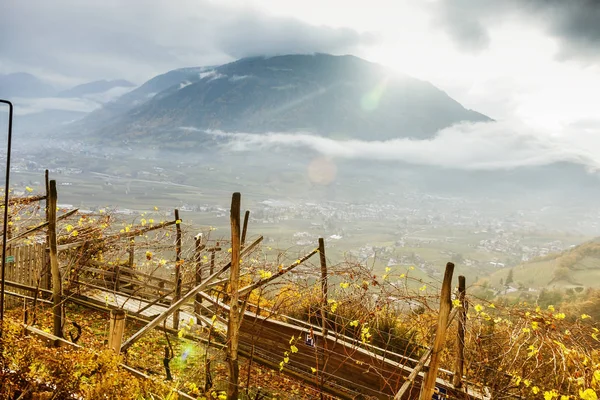 Wijngaarden in de Alpine bergen, Italië, Zuid-Tirol, Meran — Stockfoto