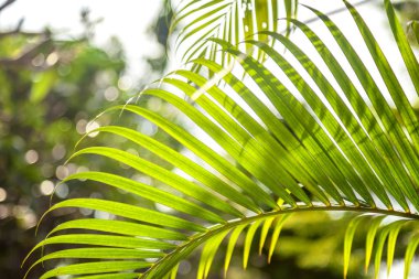 Palm ile güneşin yumuşak odak bırakır. Güzel doğal Dönencesi