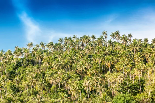 Colina cubierta de palma de la selva contra el cielo azul. Hermosa na — Foto de Stock