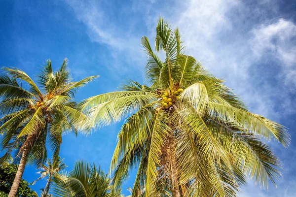 Palmera verde con cocos contra el cielo azul brillante. Beaut. — Foto de Stock